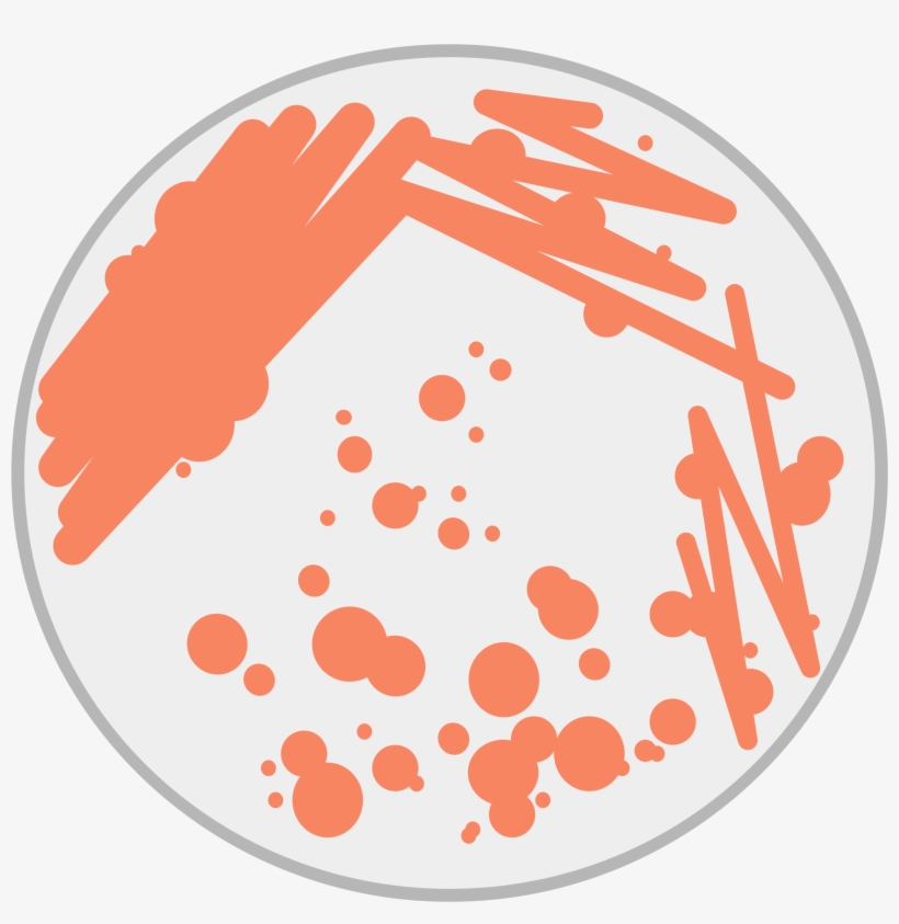 Clipart Stock Petri Dish Big Image Png - Bacteria Petri Dish Clip Art, transparent png #1541956