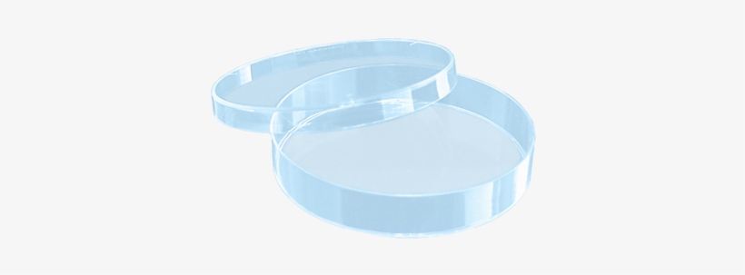 Petri Dish 92x16mm With Cams - Caja De Petri Dibujo, transparent png #1542704