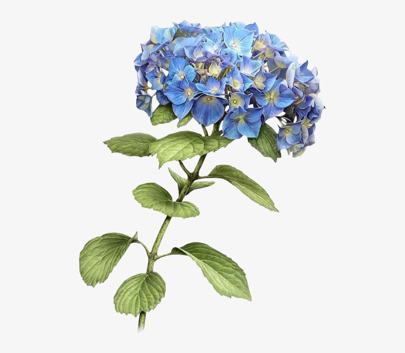 Report Abuse - Blue Hydrangea Drawing, transparent png #1543452