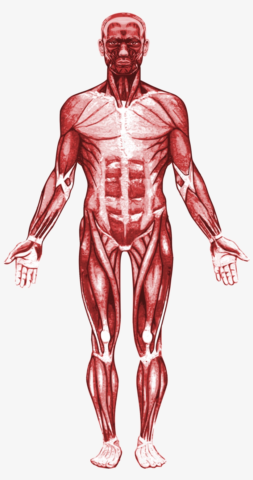 Open - Pectoralis Major, transparent png #1545284