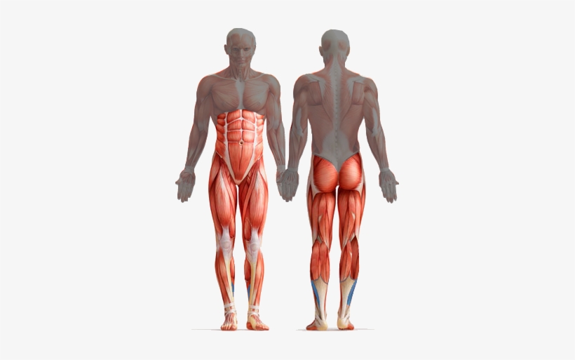 Core Muscles Diagram - Study Guide To Human Anatomy And Physiology 1, transparent png #1545329