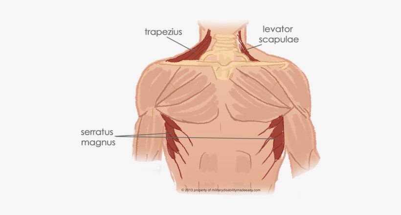 Shoulder Muscle 2 - Diagram, transparent png #1545443
