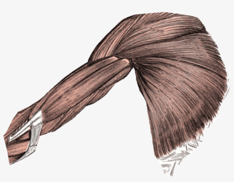 Muscles For Girl Template - Wikimedia Commons, transparent png #1545564