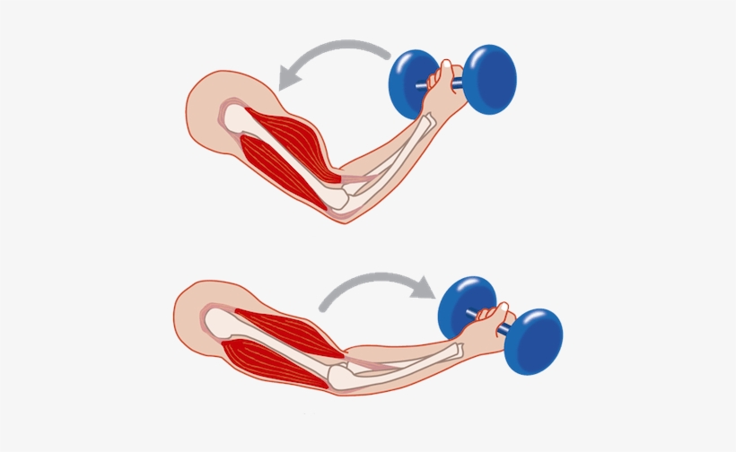 Antagonistic-muscles - - Contract Muscles, transparent png #1545674