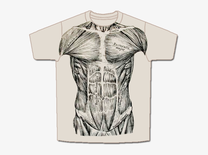 Musc Front Short, transparent png #1545696