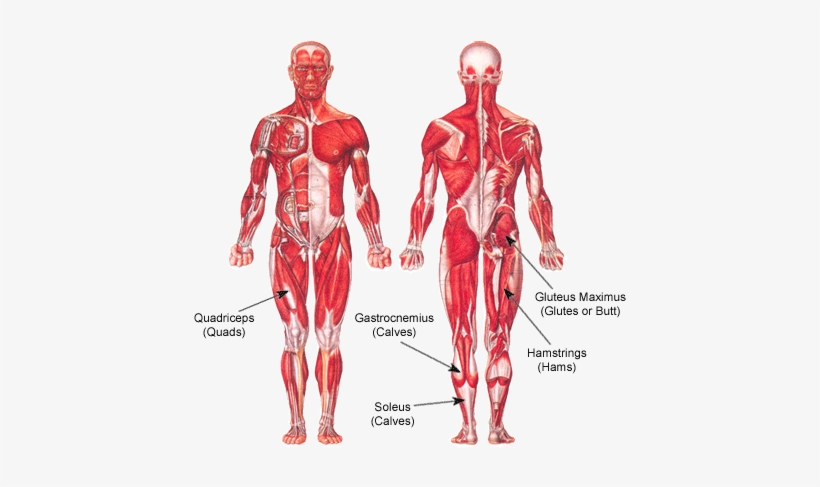 Body, Eng, Heart, Human, Muscles - Human Muscular System, transparent png #1545769