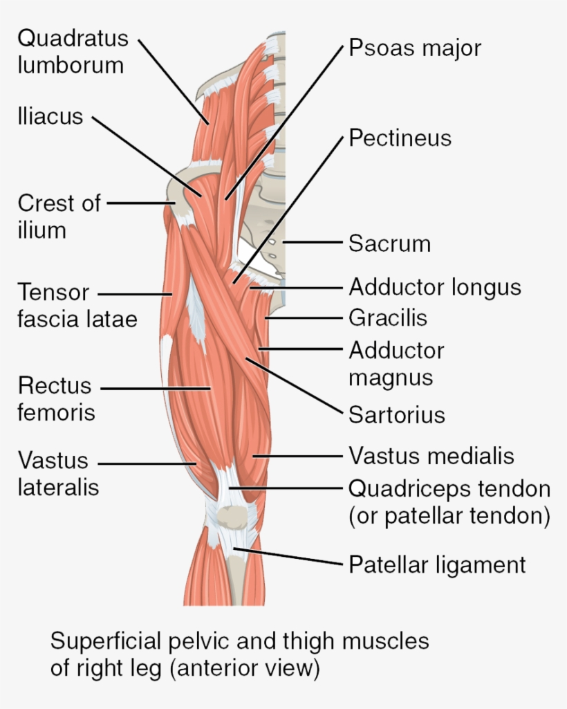 The Superficial Muscles Of The Thigh - Mouse Pelvic Limb Muscle, transparent png #1546832