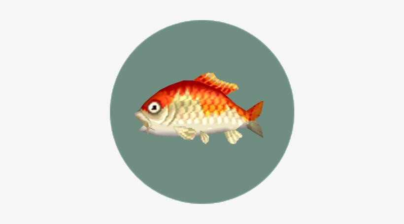 Rare Fish - Animal Crossing Pocket Camp Rare Fish, transparent png #1547793