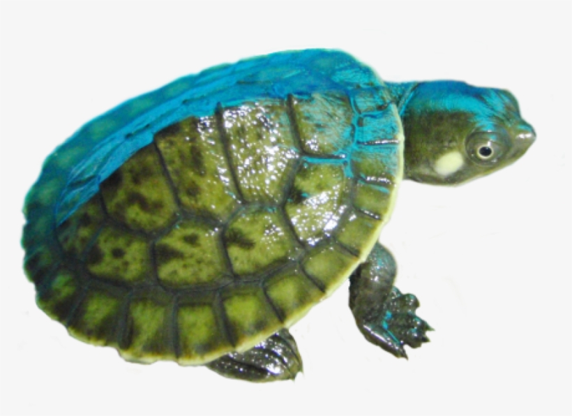 Image Black And White Download Turtles For Sale In - Kreffts River Turtle, transparent png #1548131