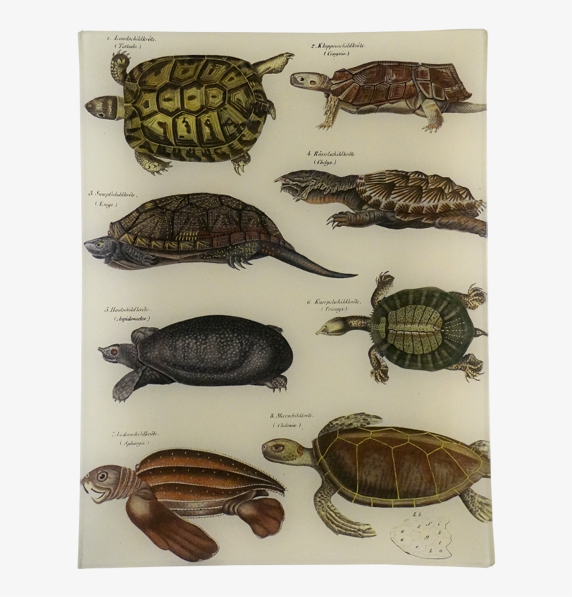 Sea Turtle Vs Snapping Turtle, transparent png #1548332