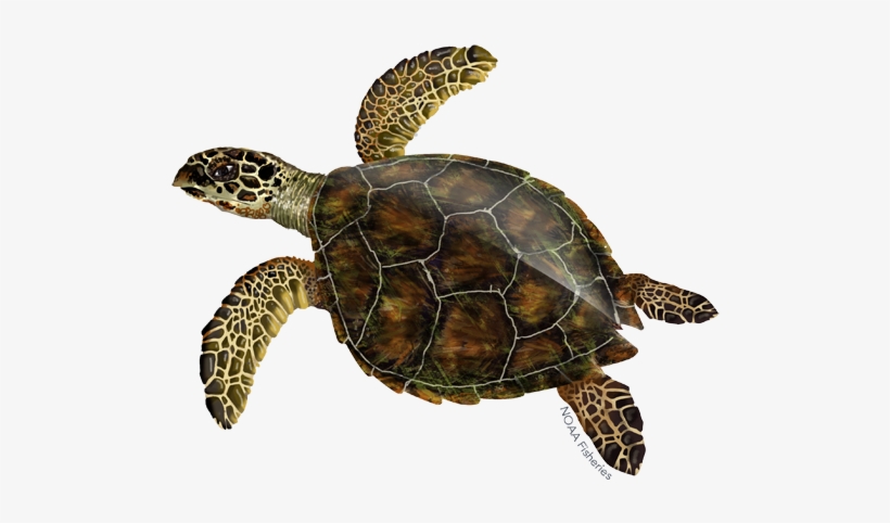 Hawksbill Sea Turtle Illustration - Hawksbill Sea Turtle, transparent png #1548427
