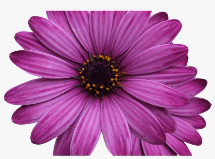 Free Photo Flowers Png Purple Flower Flower Marigolds - Flower, transparent png #1549908