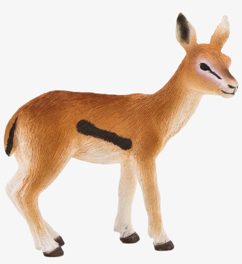 Gazelle Transparent Background - Animal With Transparent Background, transparent png #1550327
