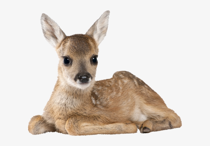 124 Best Animals Png Images On Pinterest In 2018 - Fawn Animated Gif, transparent png #1550828