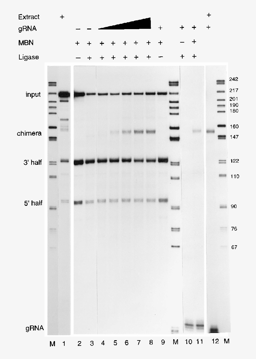 Mbn And T4 Rna Ligase Generate A Specific Cyb Grna-mrna - Architecture, transparent png #1551728