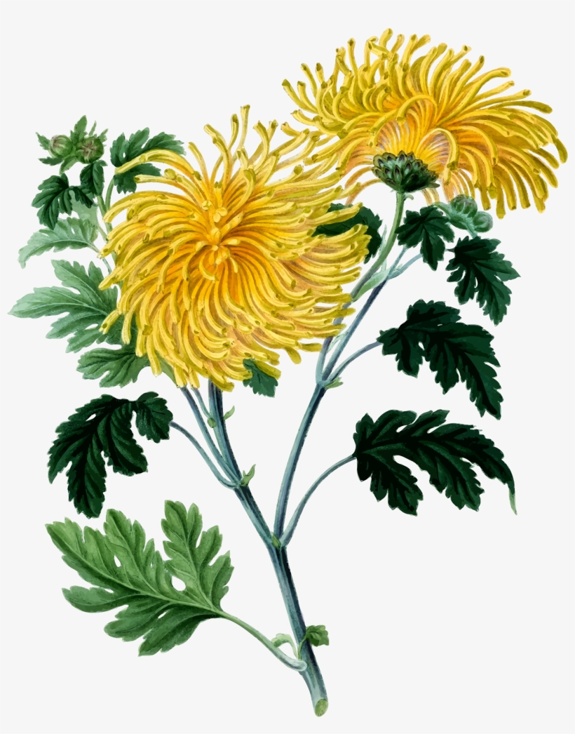Clip Art Library Download Chrysanthemum Vector Outline - Chrysanthemum Clipart, transparent png #1552477