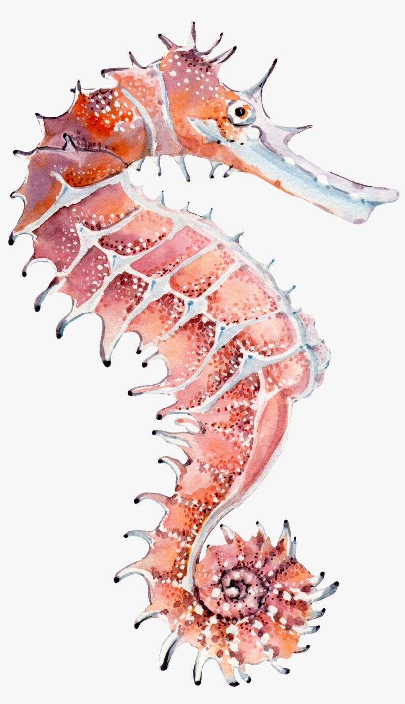 Hand Painted A Seahorse Png Transparent - Seepferdchen Aquarell, transparent png #1553297