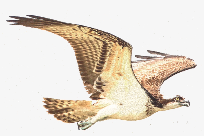 Pride Sicily - Osprey, transparent png #1554191