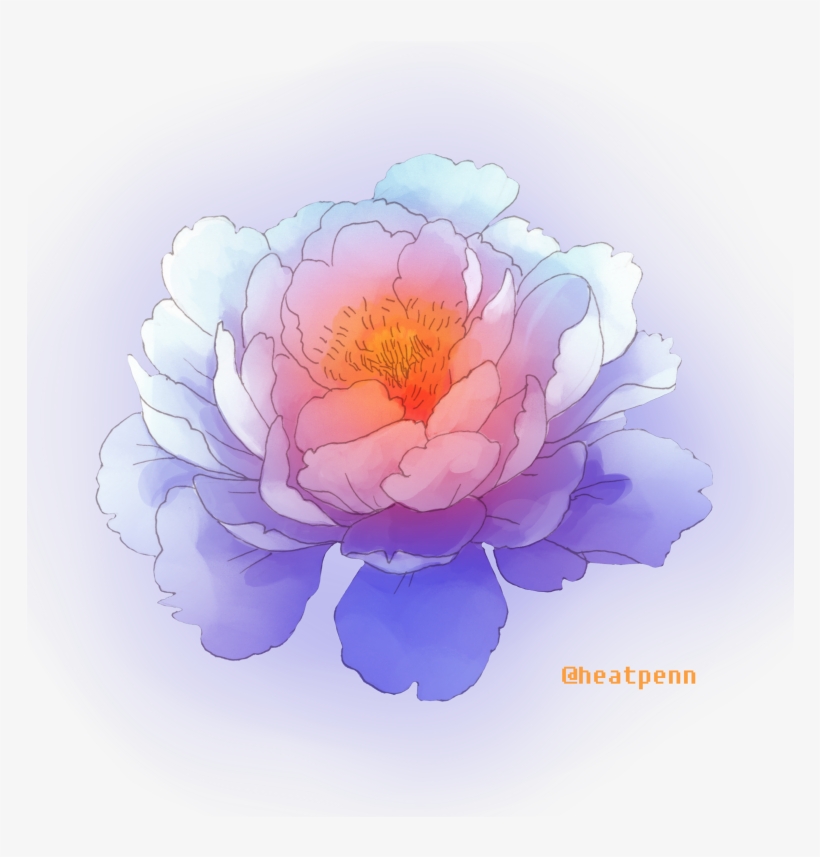 Common Peony, transparent png #1554915