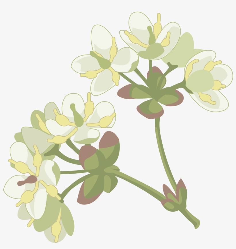 Laurel - Winter Aconite, transparent png #1555075
