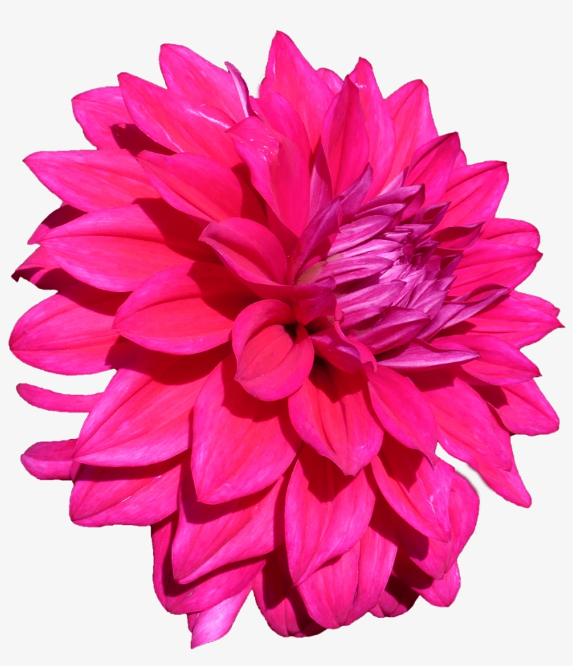 Dalia - Dalia Png, transparent png #1555157