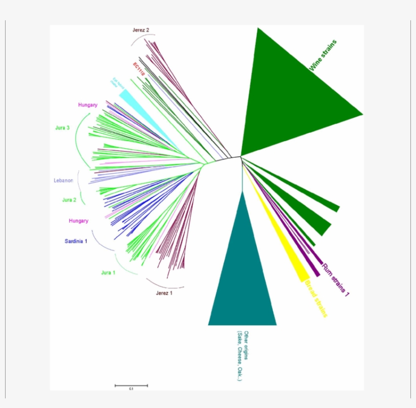 Genomic Diversity Of Flor Strains - Neighbor Joining, transparent png #1555294