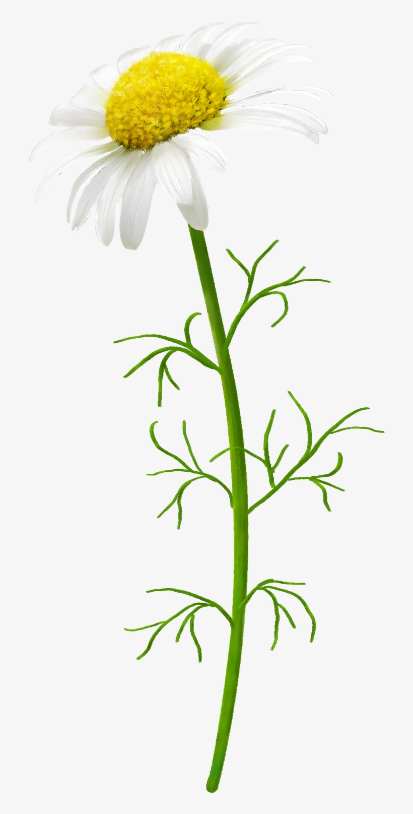 Flower, transparent png #1555461