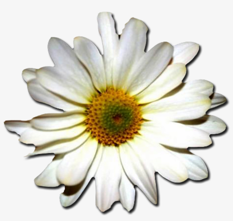 Margaritas Png - Portable Network Graphics, transparent png #1555510