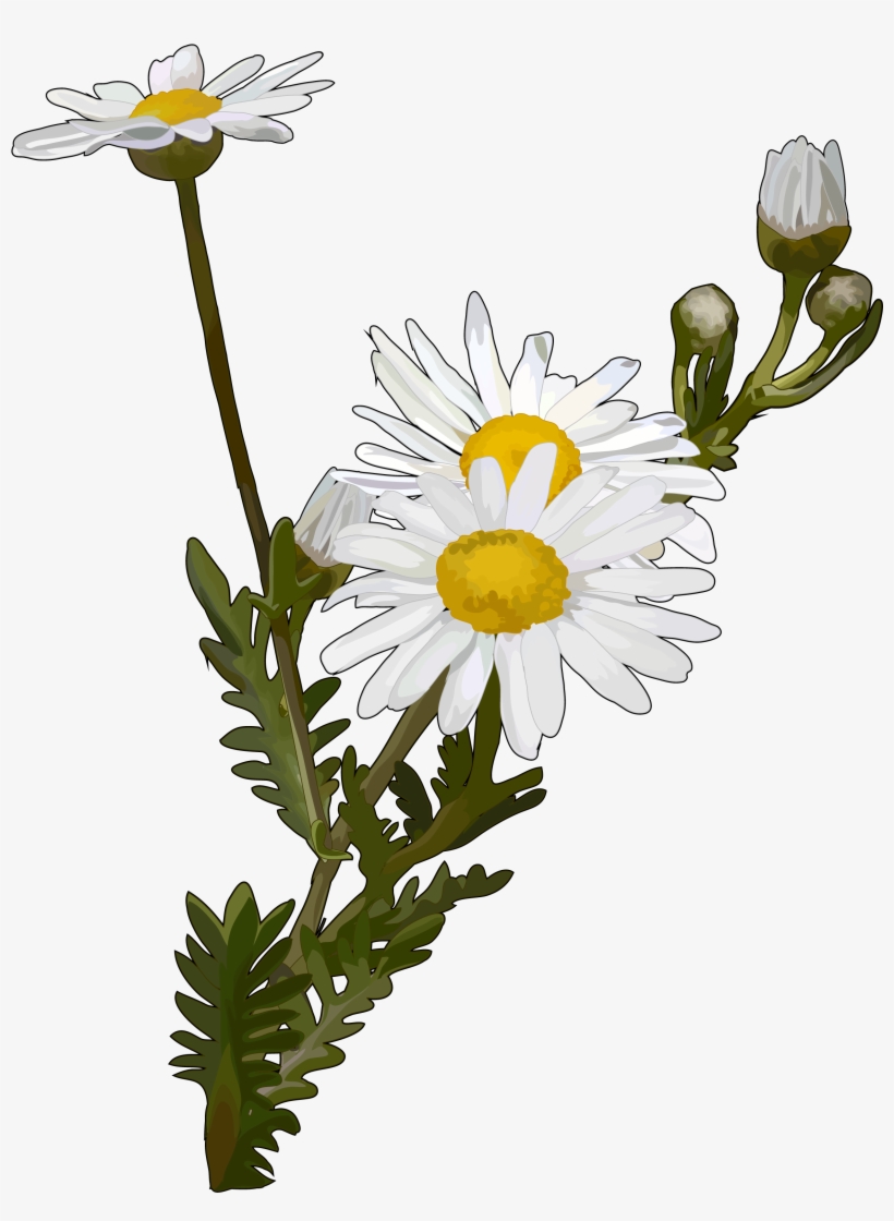 Del Teide Canariwiki Argyranthemum - Reproduccion De Las Margaritas, transparent png #1555694