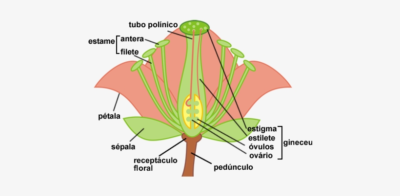 Flor - Illustration, transparent png #1555721