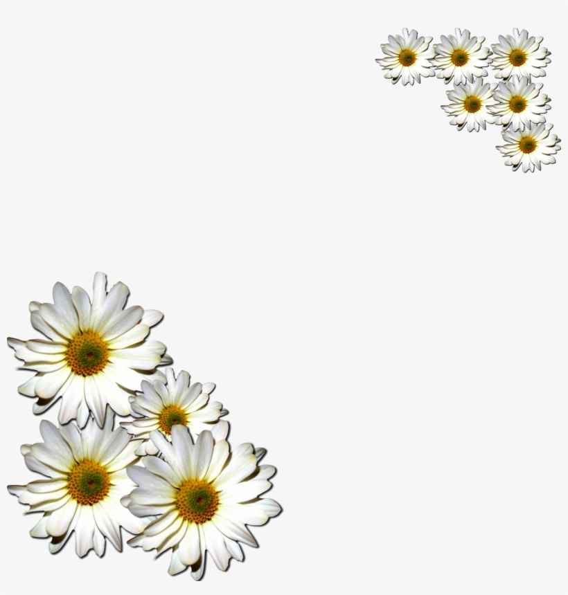 Margaritas Png Margaritas Flowers Png Free Transparent PNG Download