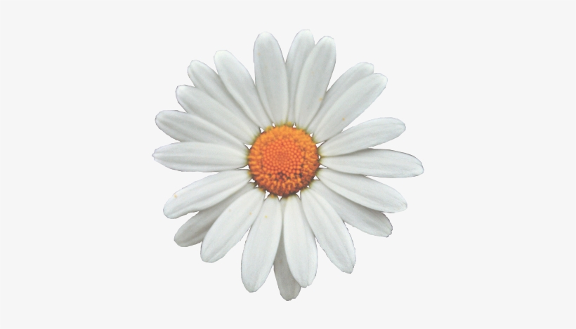 Google Search Daisies, Google Search, Wallpaper, Instagram, - Daisy Transparent, transparent png #1556268