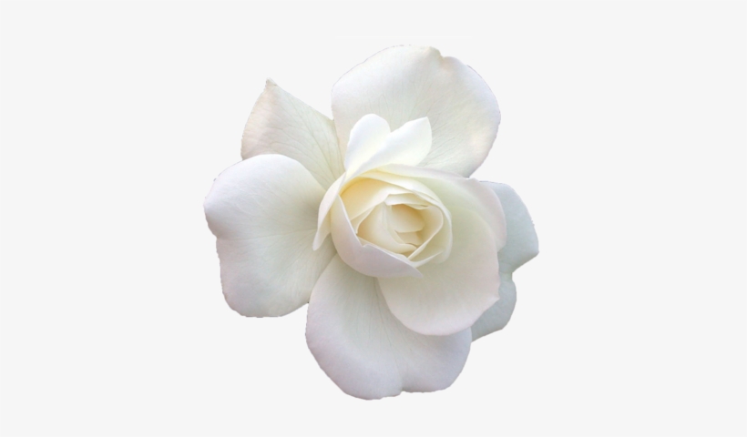 Rosa Blanca Vector Png, transparent png #1556978