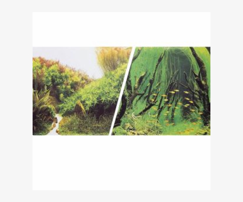 Untitled-800x600 - Garpet Aquarium Rückwandfolie 200 Cm X 30 40 50 Cm, transparent png #1558501