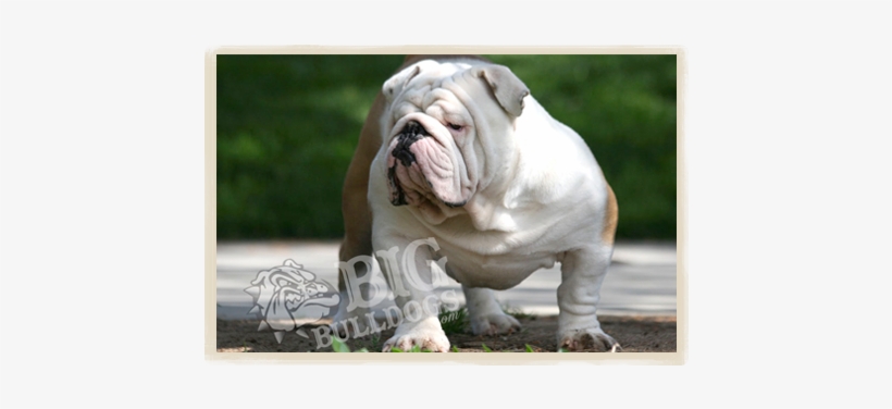 Todd Howard Bigbulldogs - Bulldog, transparent png #1558528