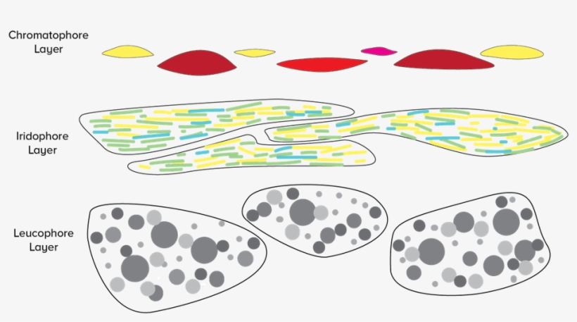 Illustrated By Ariel Zych - Skin, transparent png #1558790