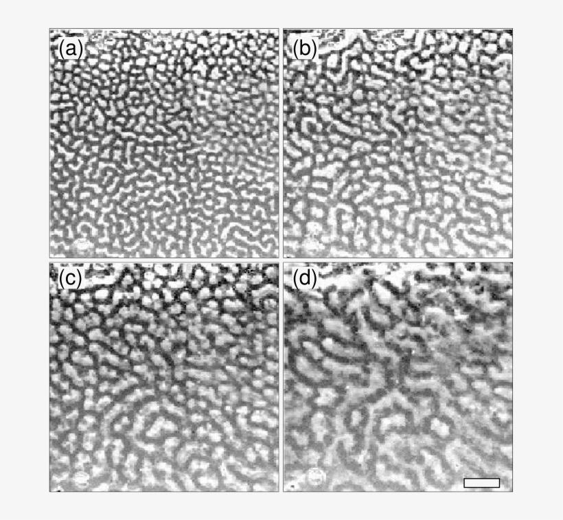 Double-roll Labyrinths, Honeycombs And More - Rayleigh–bénard Convection, transparent png #1559175