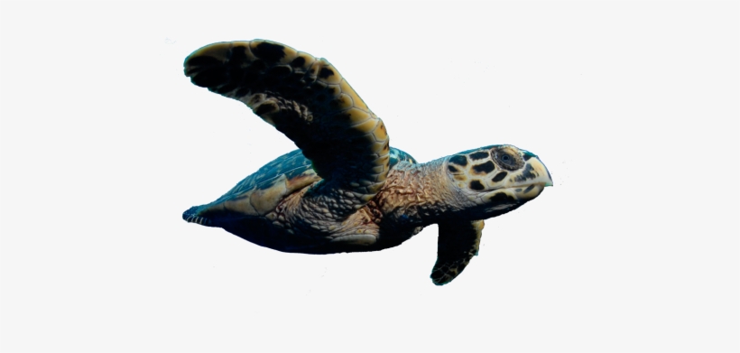 Vincent To Outlaw Killing Of Sea Turtles - Philippine Turtle Png, transparent png #1560317