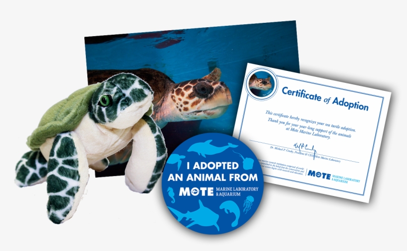 Items Included In Buddy Package - Green Sea Turtle, transparent png #1560344