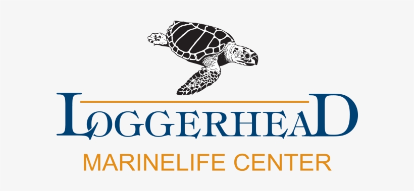 Saturday, March 24th - Loggerhead Marinelife Center, transparent png #1560426