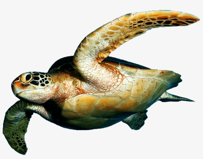 Download Turtle Png Transparent Images Transparent - Sea Turtle Polyester Fabric Basketball Drawstring Bags, transparent png #1560497