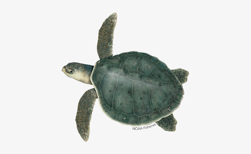 Kemp's Ridley Turtle - Kemp's Ridley Sea Turtle, transparent png #1560523