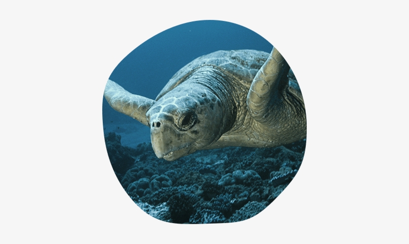 Sea Turtle Extinction Quotes, transparent png #1560572