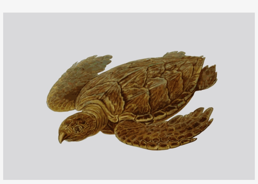 Prehistoric Turtle Shower Curtain, transparent png #1560702
