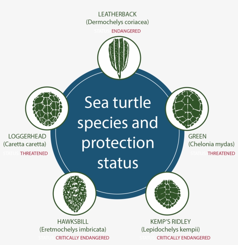 However, Leatherback Nesting Is On The Increase In - Sea Turtle Species In Tx, transparent png #1560758