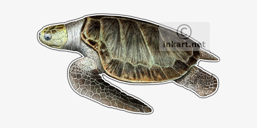 Olive Ridley Sea Turtle Decal - Sea Turtles Of The World 60" Curtains, transparent png #1560872