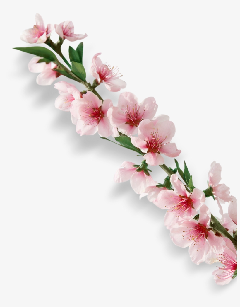 Exquisite Fashion Pink Cherry Blossom Decoration Vector - Advertising, transparent png #1562184