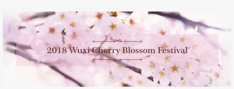 Cherry Blossoms Add To Tranquil Beauty Of Wuxi - Hübsche Rosa Liebevogelservietten Papierserviette, transparent png #1562404