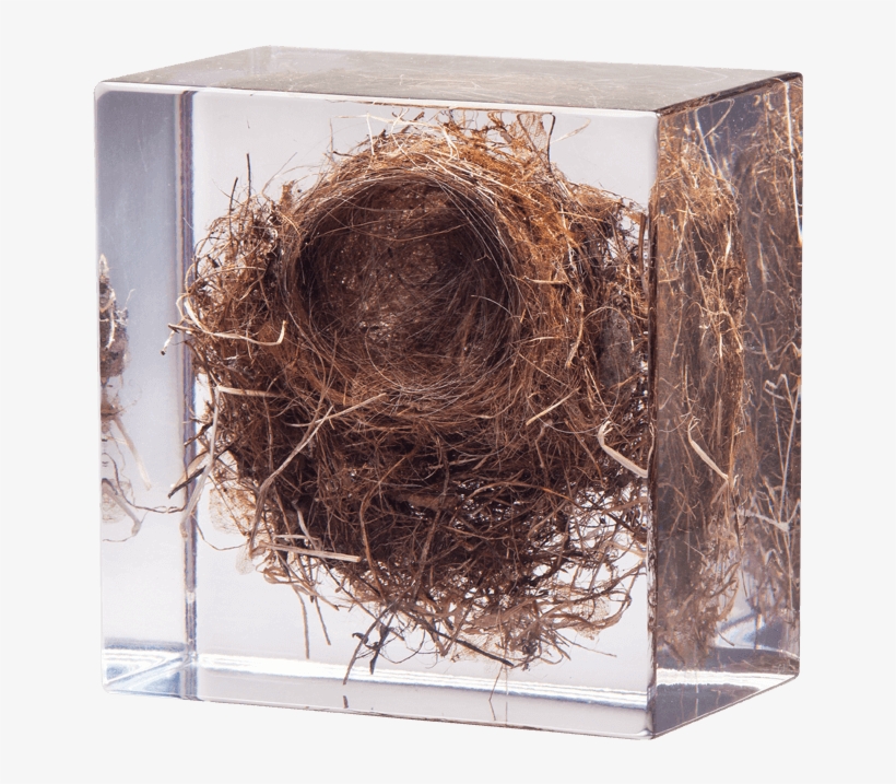 Caliology Xiii - Linnet - Nest, transparent png #1565182