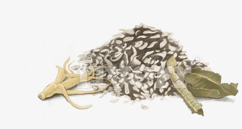 Deer, transparent png #1565668